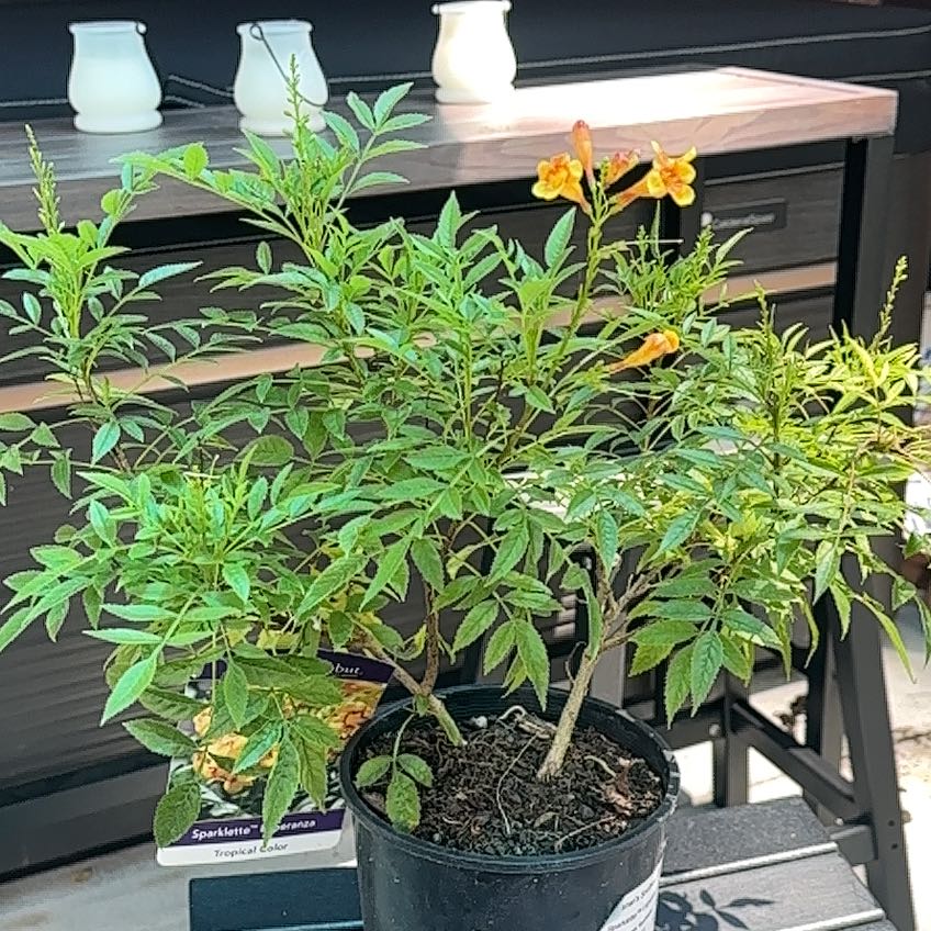 Photo of the plant species Sparklette Esperanza by @NeatMexico32 named Aria on Greg, the plant care app