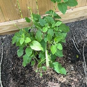 Photo of the plant species Limelight Hydrangea by @NeatMexico32 named Limelight on Greg, the plant care app