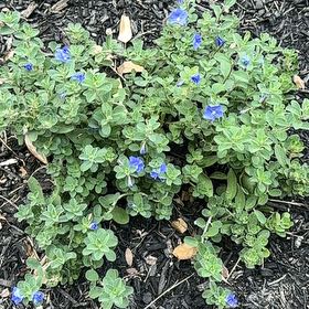 Plant care for Picotee Blue Morning Glory on Greg, the plant care app