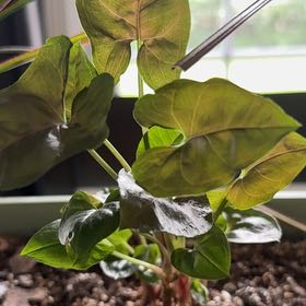 Photo of the plant species Syngonium 'Pink Spot' by @CordialMint55 named Kitchen table on Greg, the plant care app