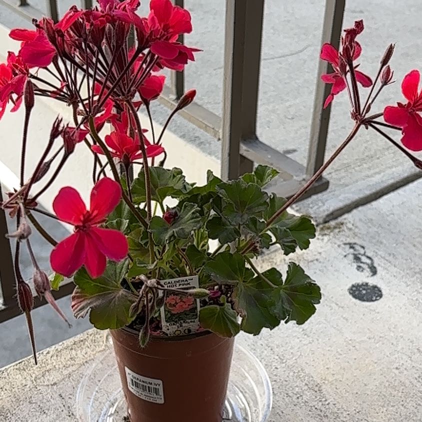 Photo of the plant species Geranium 'Caldera Hot Pink' by @YummyRose96 named Geru on Greg, the plant care app