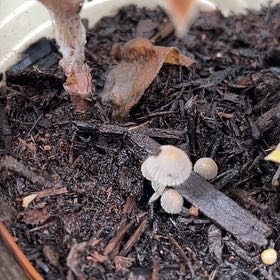 Photo of the plant species Coltsfoot by @GemTearose8 named Shakira on Greg, the plant care app