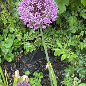 Photo of the plant species Wild Leek by @PotentPlain11 named Foxxy on Greg, the plant care app