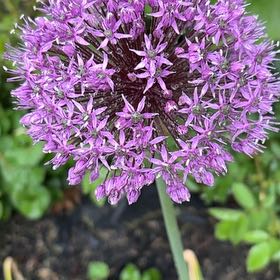 Photo of the plant species Wild Leek by @PotentPlain11 named Baesil on Greg, the plant care app