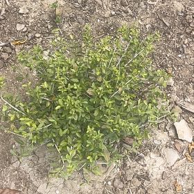 Photo of the plant species Lippia origanoides by @SensibleMayten named Tree Diddy on Greg, the plant care app
