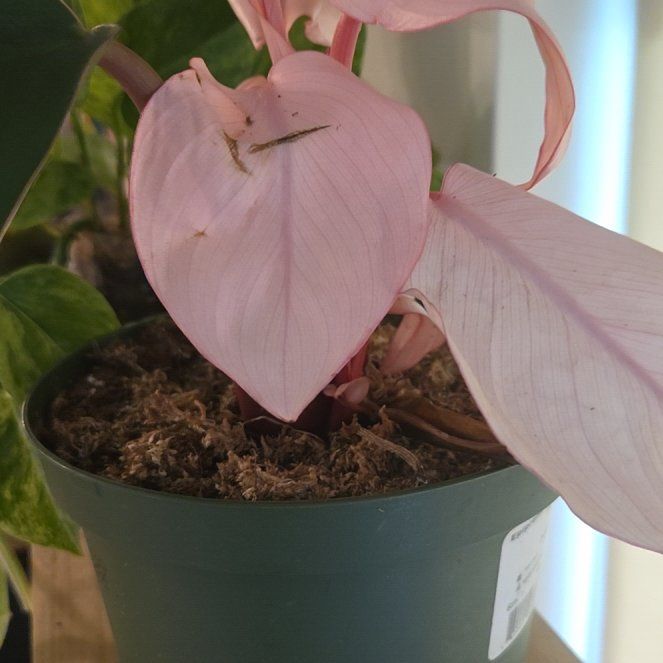 Photo of the plant species Philodendron Pink Congo by @heeyloash named Homer on Greg, the plant care app