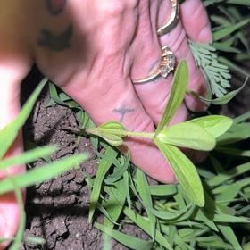 Photo of the plant species Garden Vetch by @KeyMexico17 named Spike Leaves on Greg, the plant care app