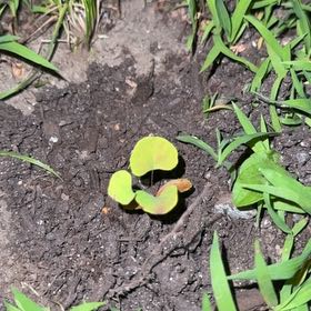Photo of the plant species Purple Woodsorrel by @KeyMexico17 named Denali on Greg, the plant care app