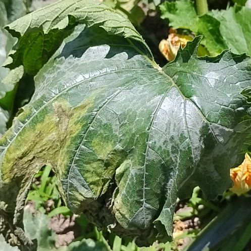 Photo of the plant species Black Zucchini by @BullishBeans36 named Aria on Greg, the plant care app