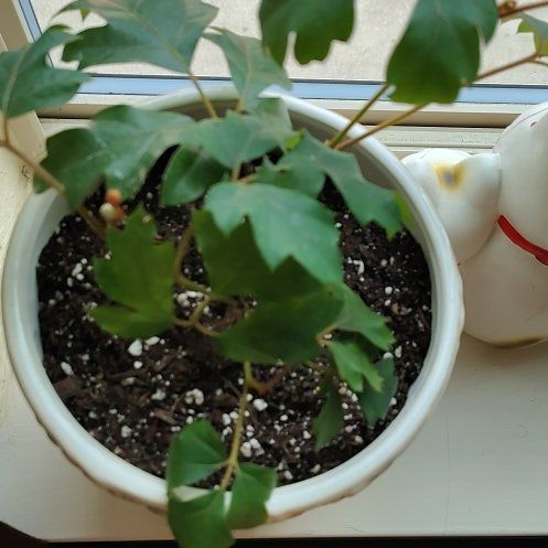 Photo of the plant species Oak Leaf Ivy by @SoulfulJade81 named Gates on Greg, the plant care app