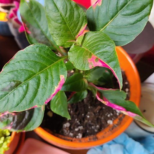 Photo of the plant species Joseph's Coat 'Partytime' by @SoulfulJade81 named Cleopatra on Greg, the plant care app