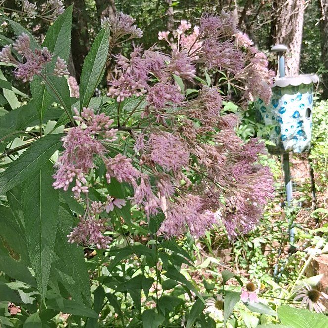 Photo of the plant species Hemp Agrimony by @FreeBluerose65 named Sir Plancelot on Greg, the plant care app