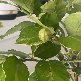 Photo of the plant species Pink Lemonade Lemon by @TrueblueAnacua named Harmony on Greg, the plant care app