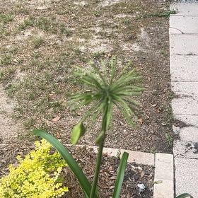 Photo of the plant species Agapanthus 'Blue' by @TrueblueAnacua named Khaleesi on Greg, the plant care app