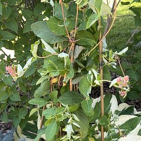 Photo of the plant species Etruscan Honeysuckle by @UnbrokenDill88 named Nithin on Greg, the plant care app
