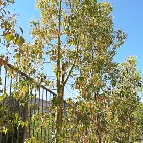 Photo of the plant species Madagascar Bottle Tree by @RulerBogarum3 named Sherlock on Greg, the plant care app
