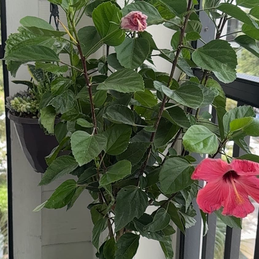 Photo of the plant species Braided Hibiscus by @ExaltedHoya89 named Eva on Greg, the plant care app