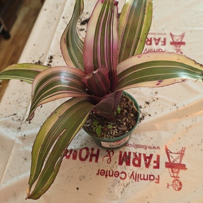 Photo of the plant species Darth Vader Bromiliad by @TrueBibi73 named Navajo on Greg, the plant care app