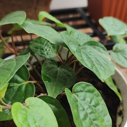 Photo of the plant species Betel by @GutsyPoisonivy named Paan on Greg, the plant care app