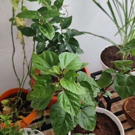 Photo of the plant species chilli by @GutsyPoisonivy named Chilli on Greg, the plant care app