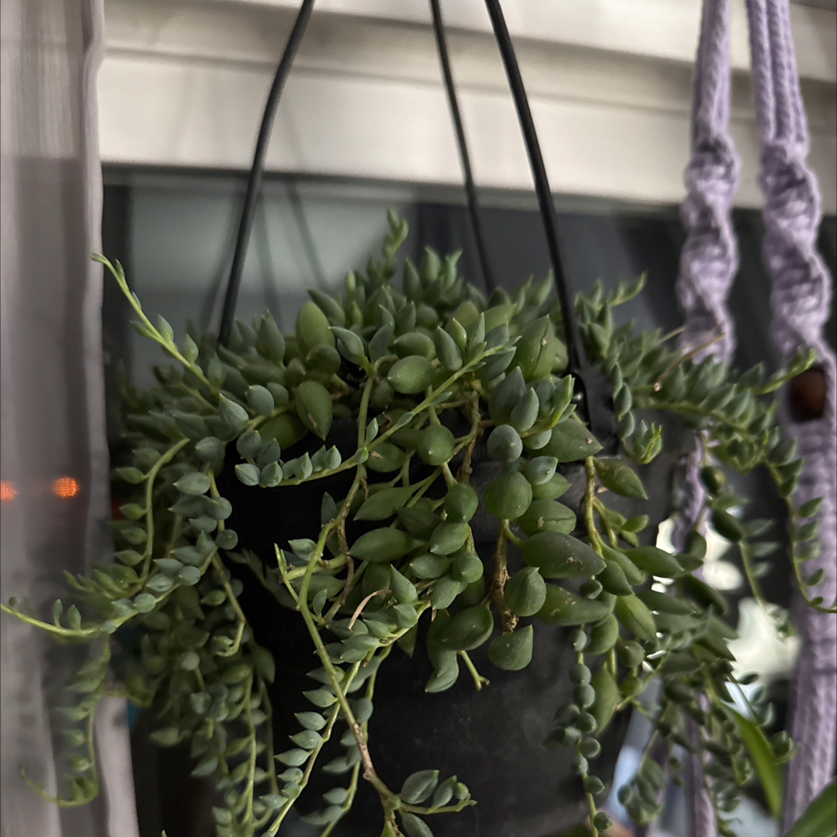 Photo of the plant species String of Raindrops by @SuperCowbane75 named Shirley on Greg, the plant care app