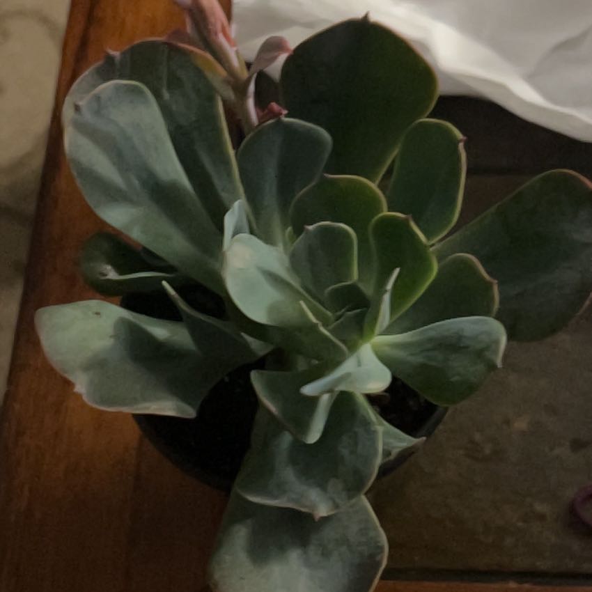 Photo of the plant species Echeveria 'Blue Sky' by @FunHawthorn70 named Leonardo on Greg, the plant care app