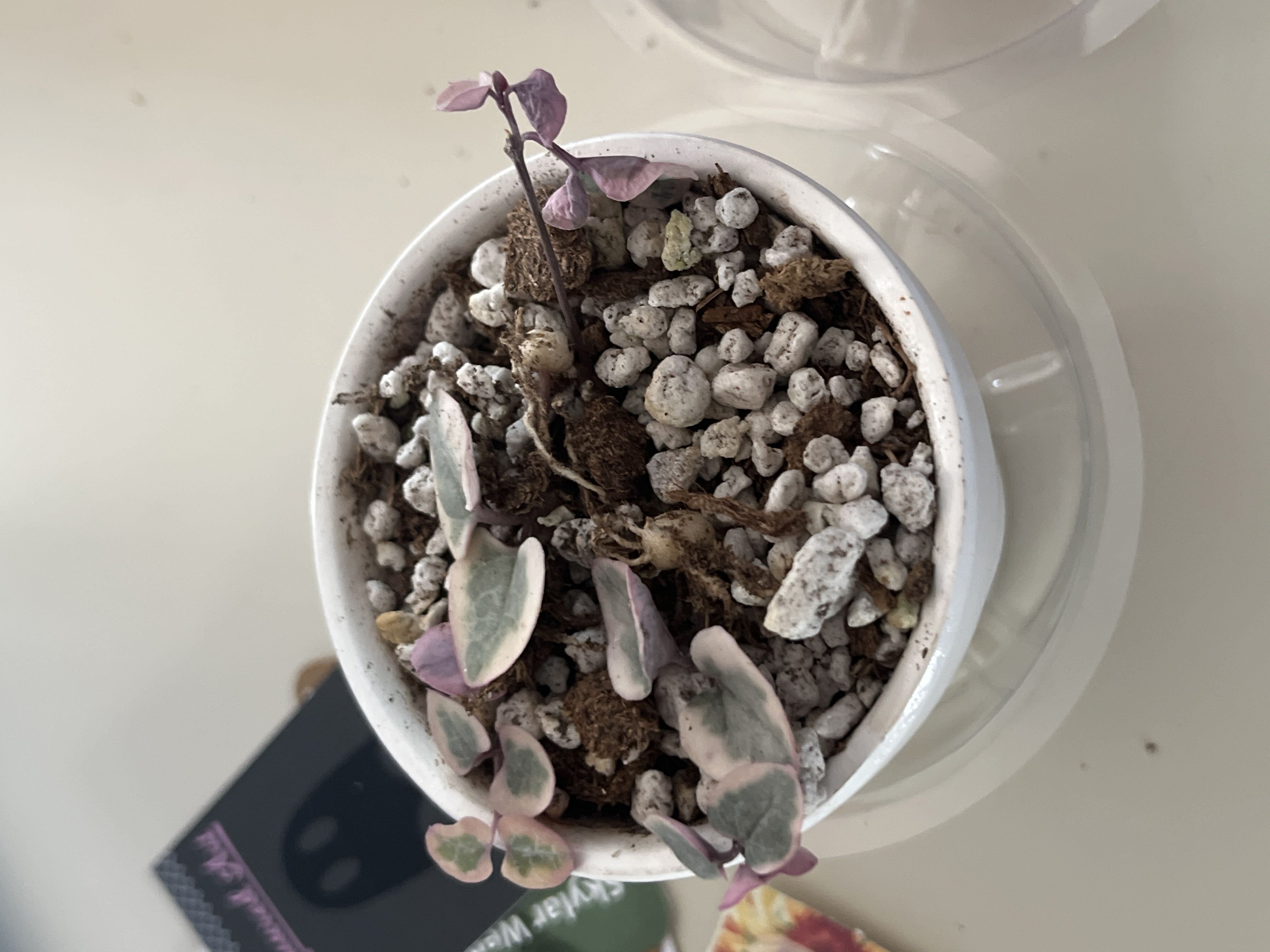 Photo from the post