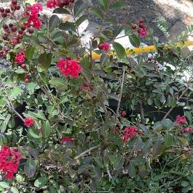 Photo of the plant species Crape Myrtle by @FoxxyPlanties named Demi on Greg, the plant care app