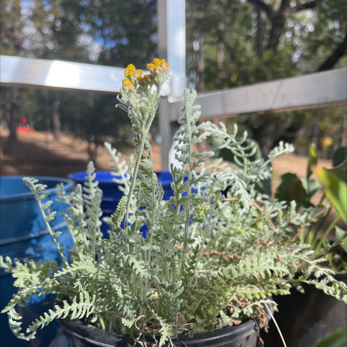 Photo of the plant species Fernleaf Yarrow by @FoxxyPlanties named Walt on Greg, the plant care app