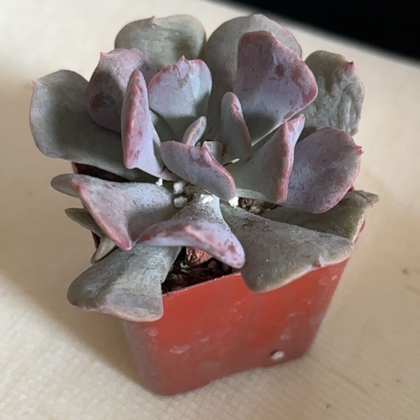 Photo of the plant species Echeveria by @TopdogGray69 named Miley on Greg, the plant care app
