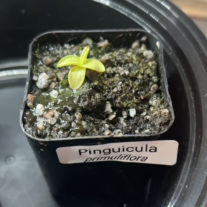 Photo of the plant species Common Butterwort by @TopdogGray69 named Walt on Greg, the plant care app
