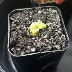 Photo of the plant species Common Butterwort by @TopdogGray69 named Delilah on Greg, the plant care app