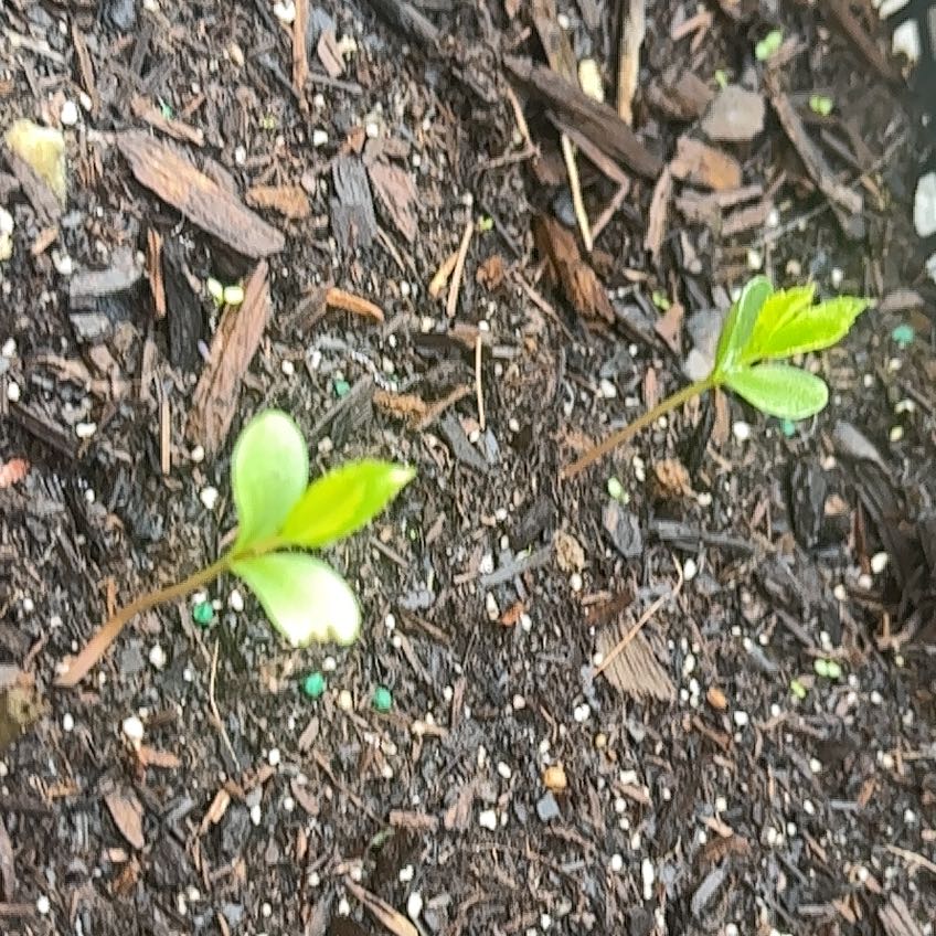 Photo of the plant species Pumpkin by @TopdogGray69 named ChloroPhil on Greg, the plant care app