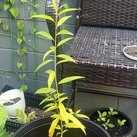 Photo of the plant species Peach Tree by @TopdogGray69 named Austen on Greg, the plant care app