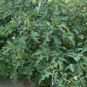 Photo of the plant species Devil's Apple by @TopdogGray69 named Bigleef Smalls on Greg, the plant care app
