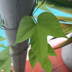 Photo of the plant species Japanese Morning Glory by @FunMarimo11 named Fernie Mercury on Greg, the plant care app