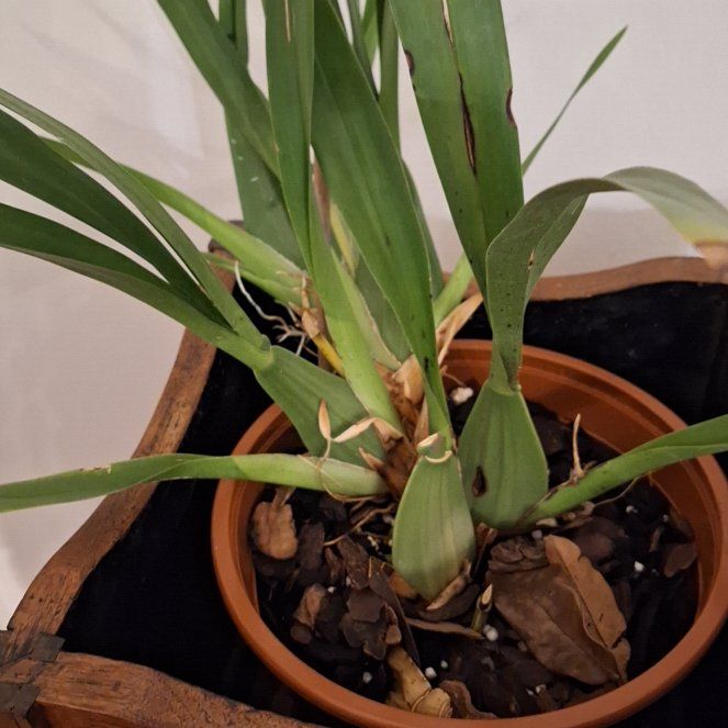 Photo of the plant species Mayflower Orchid by @MaturingDill12 named Rihanna on Greg, the plant care app