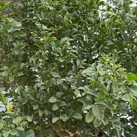 Photo of the plant species Cochinchina Boxwood by @WhizSoybean63 named Navajo on Greg, the plant care app