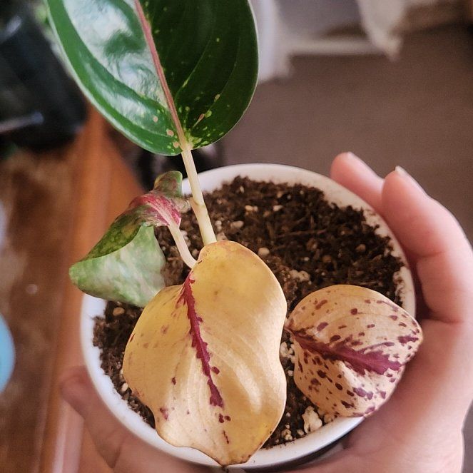 Photo of the plant species Aglaonema Red Gold by @GlossyRedpine75 named Prince on Greg, the plant care app