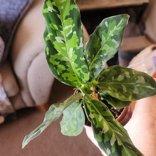 Plant care for Arisaema fimbriatum subsp. fimbriatum on Greg, the plant care app