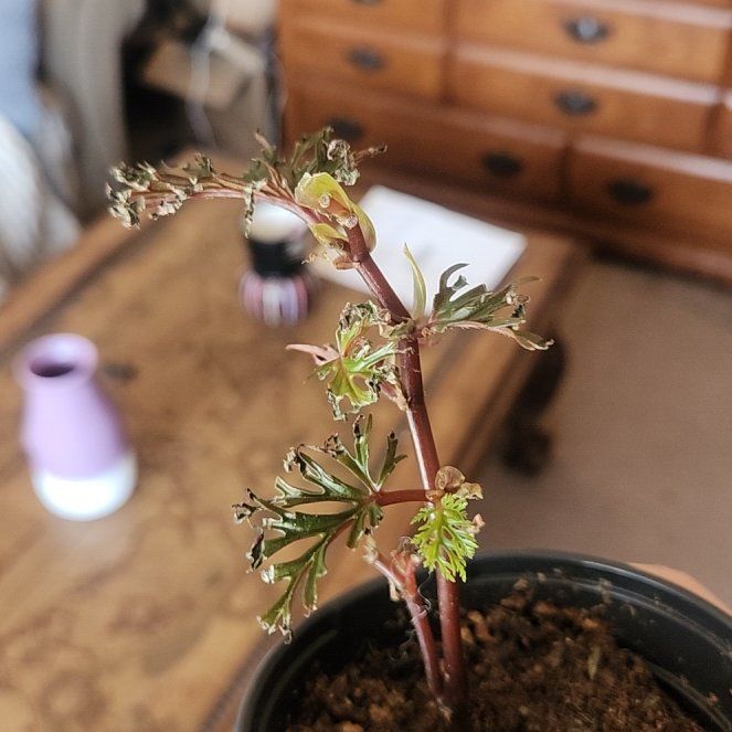 Photo of the plant species Begonia bipinnatifida by @GlossyRedpine75 named Tolkien on Greg, the plant care app