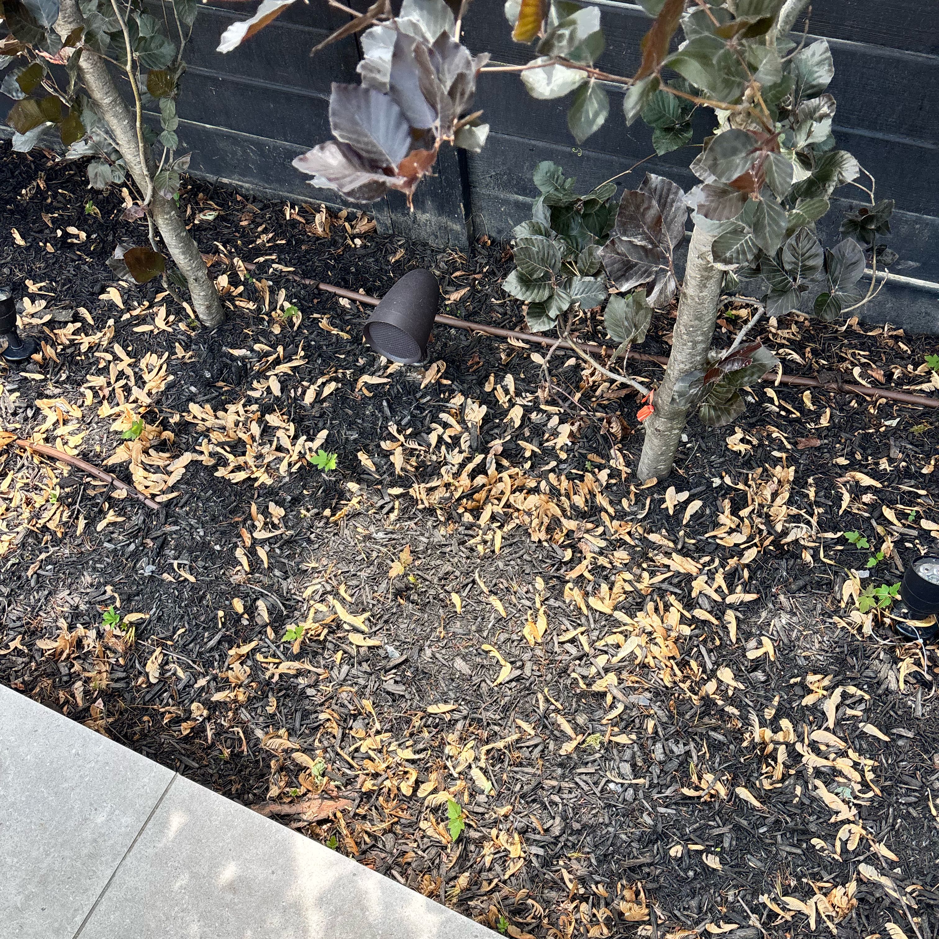 Photo of the plant species Dawyck Purple Beech by @tmagled named Zion on Greg, the plant care app