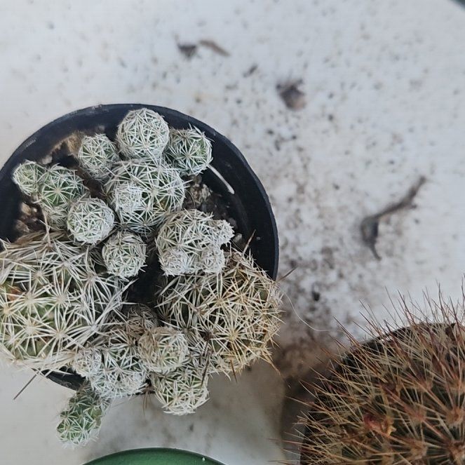 Photo of the plant species Coryphantha delicata by @LikableMelon36 named Daphne on Greg, the plant care app