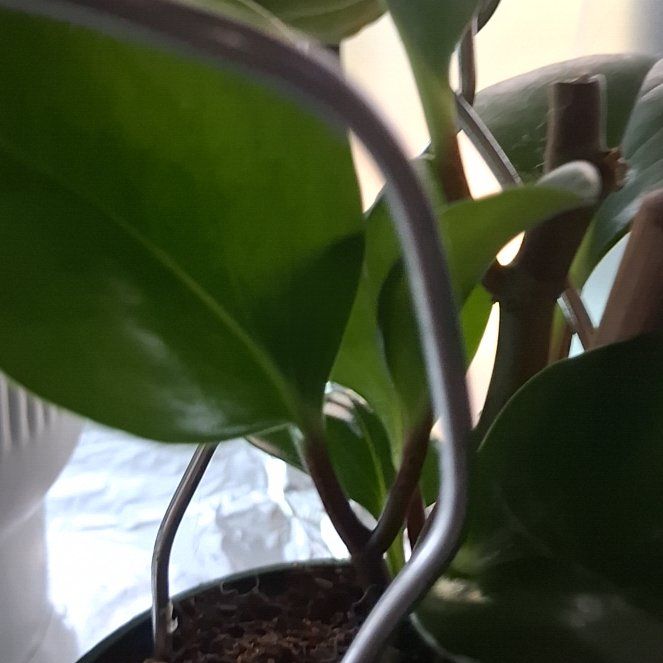 Photo of the plant species Baby Rubber Plant by @LikableMelon36 named Elina on Greg, the plant care app
