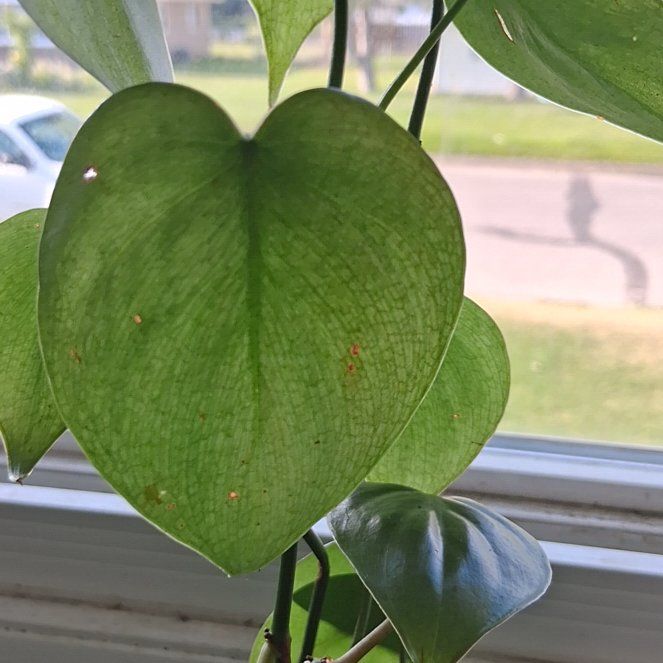 Photo of the plant species Heart Leaf Philodendron by @LikableMelon36 named Osmo on Greg, the plant care app