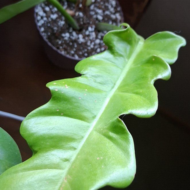 Photo of the plant species Philodendron 'Crocodile' by @LikableMelon36 named Achilles on Greg, the plant care app