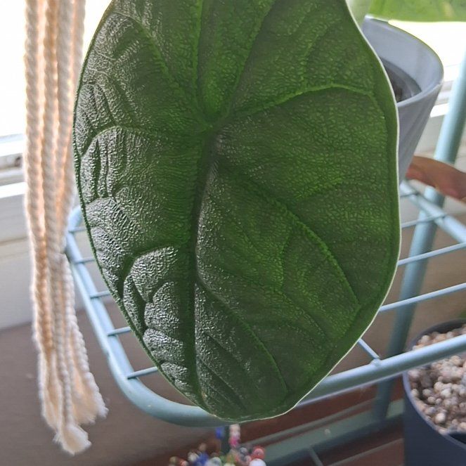 Photo of the plant species Alocasia Melo by @LikableMelon36 named Oscar on Greg, the plant care app