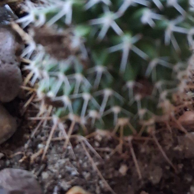 Photo of the plant species Mammillaria karwinskiana 'Nejapensis' by @LikableMelon36 named Mamma on Greg, the plant care app