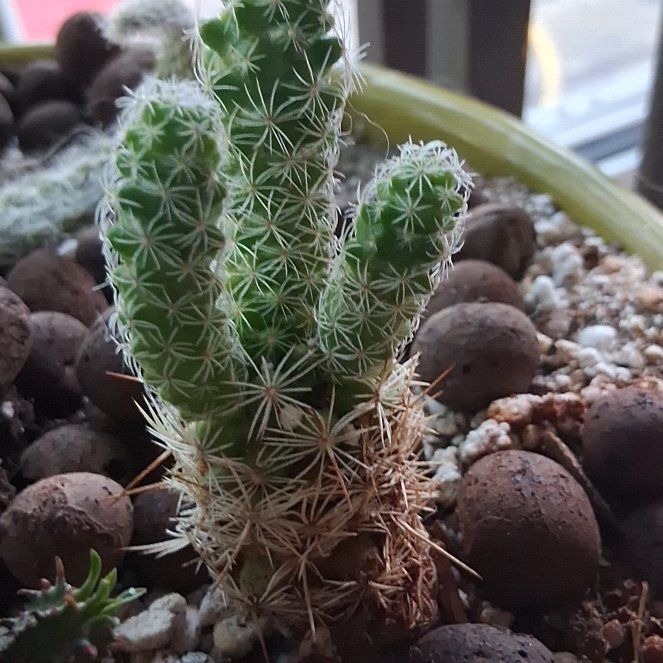 Photo of the plant species Escobaria Missouriensis by @LikableMelon36 named Foxxy on Greg, the plant care app