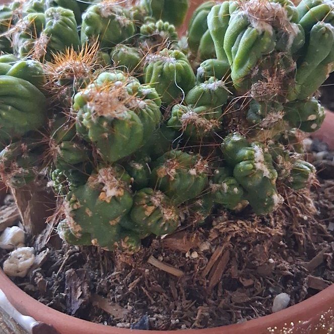 Photo of the plant species Scarlet Hedgehog Cactus by @LikableMelon36 named Scar on Greg, the plant care app